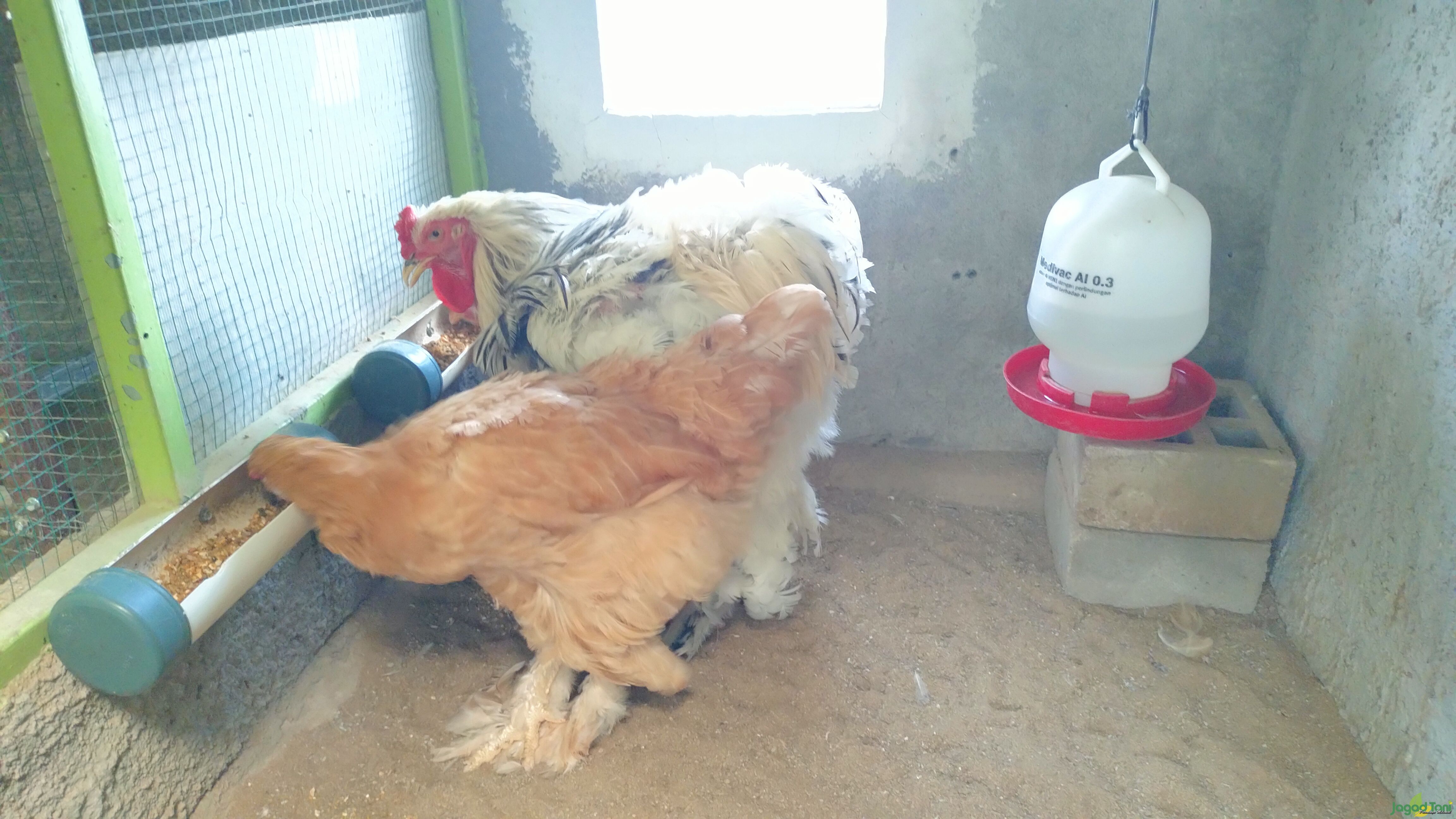 Ayam Brahma 
