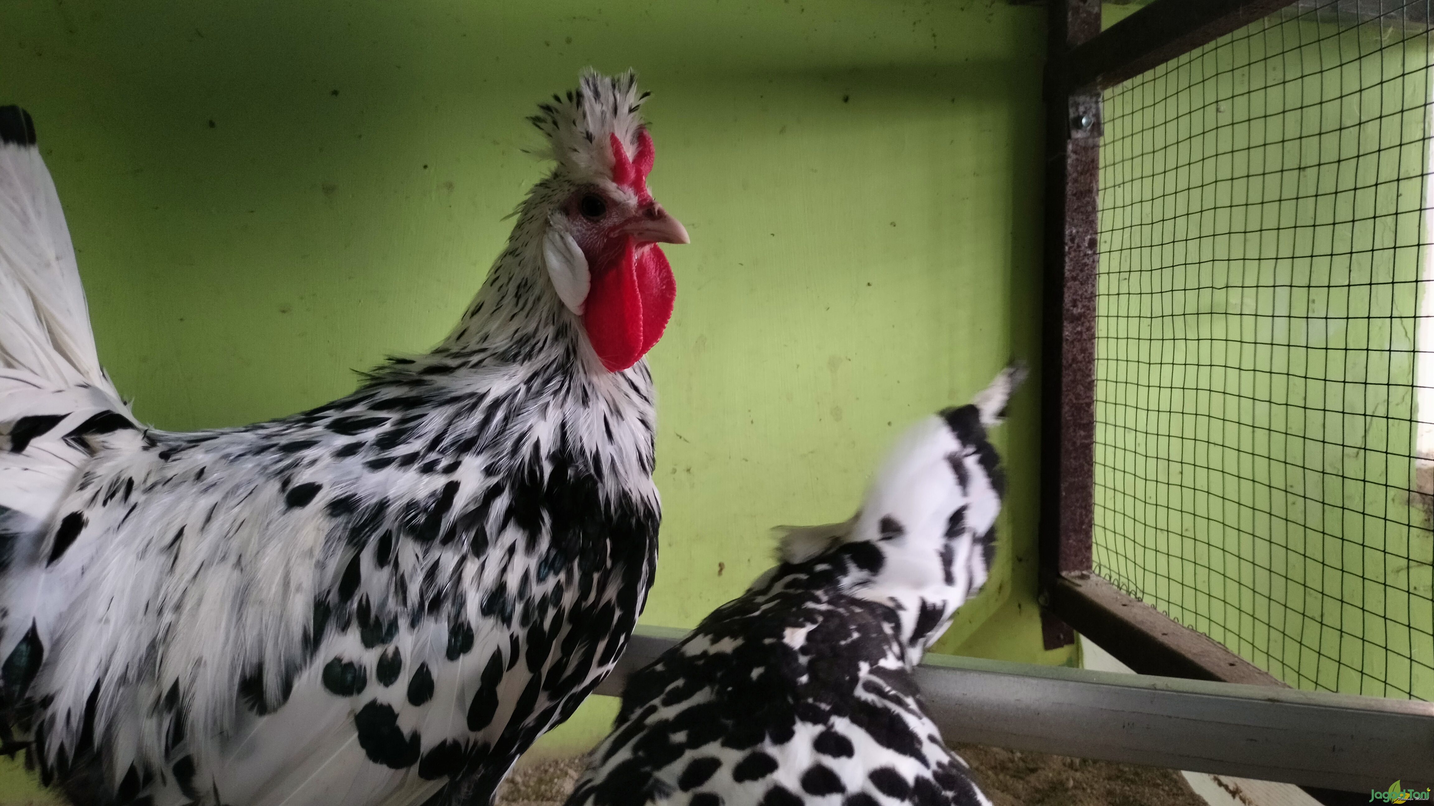 Ayam Hias jenis Appenzeller Swiss 