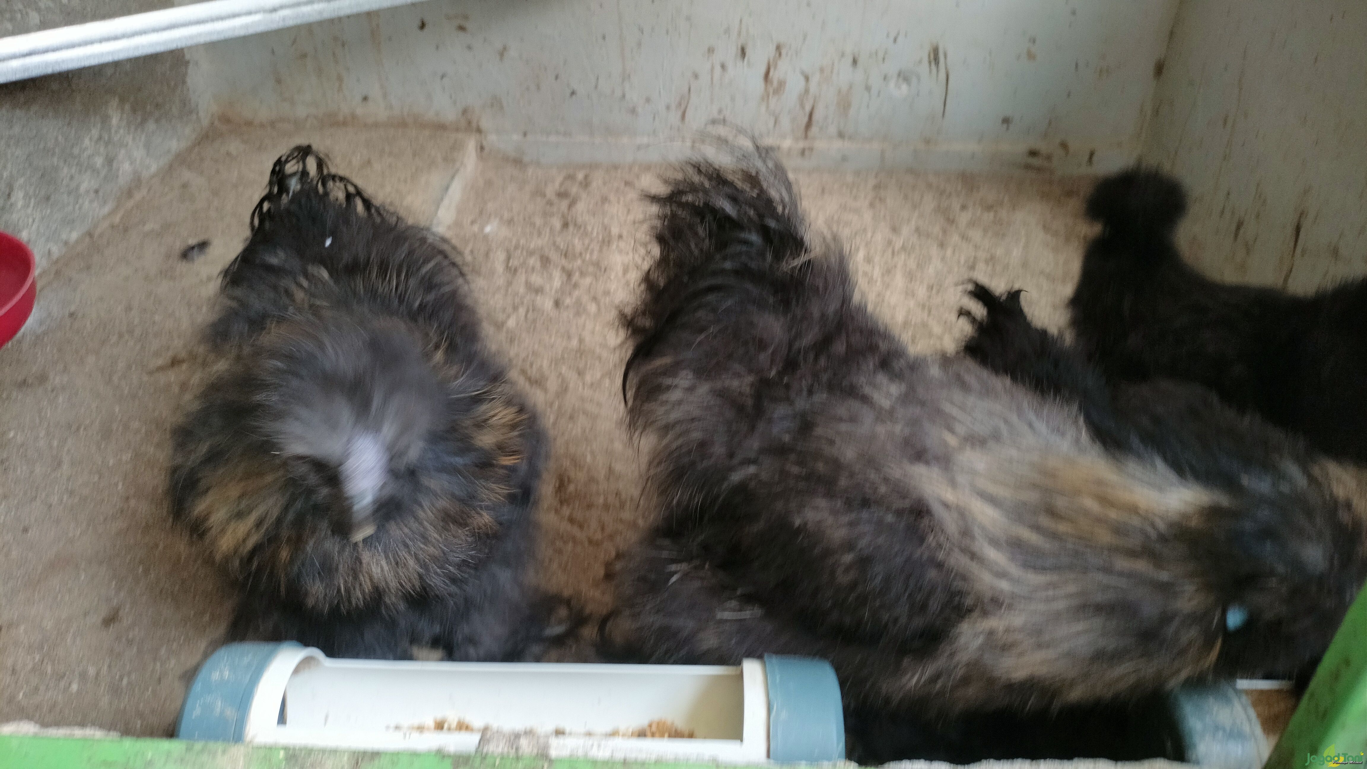 Ayam Hias jenis American Silky 