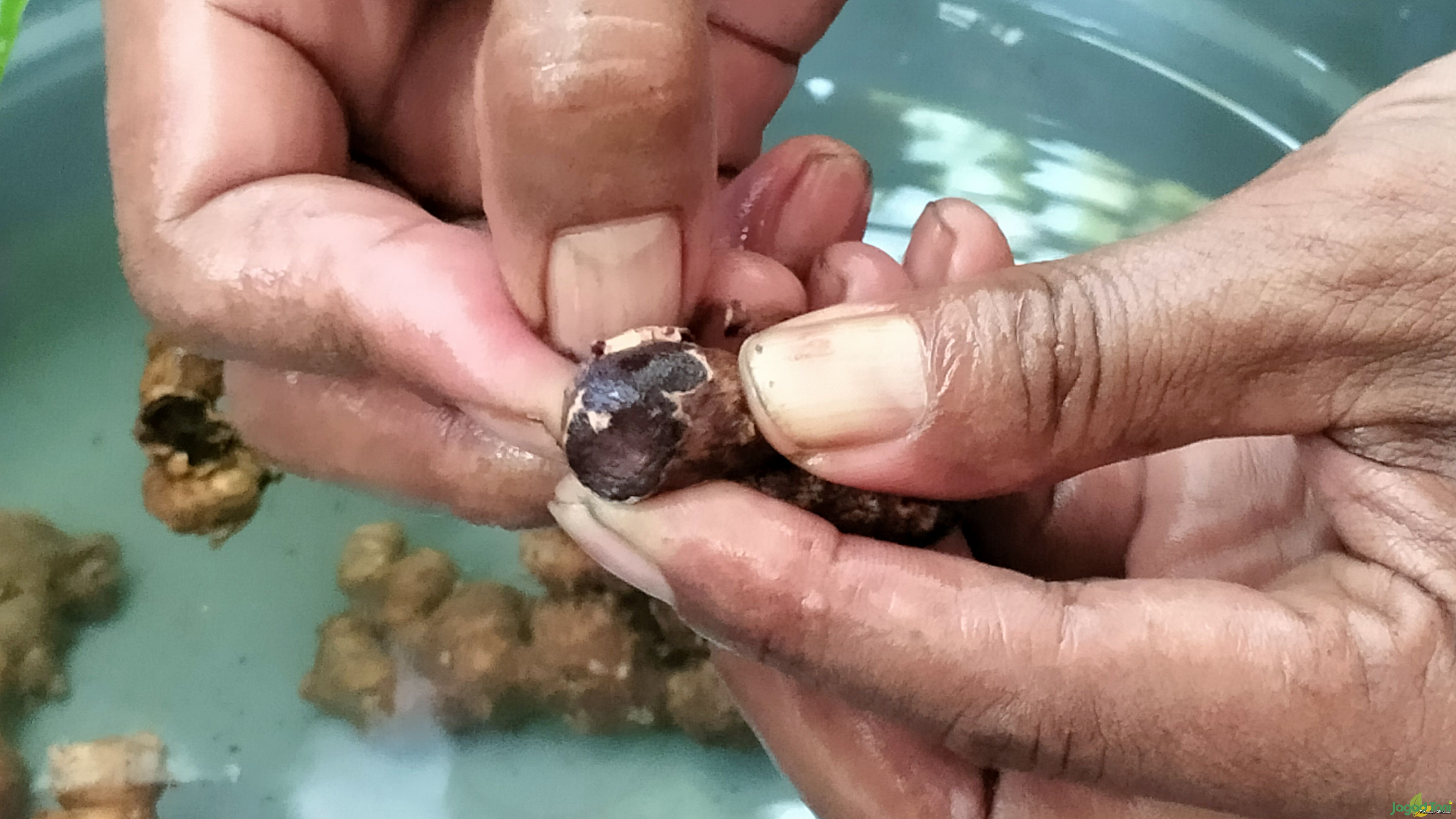Budidaya kunyit Hitam bernilai tinggi