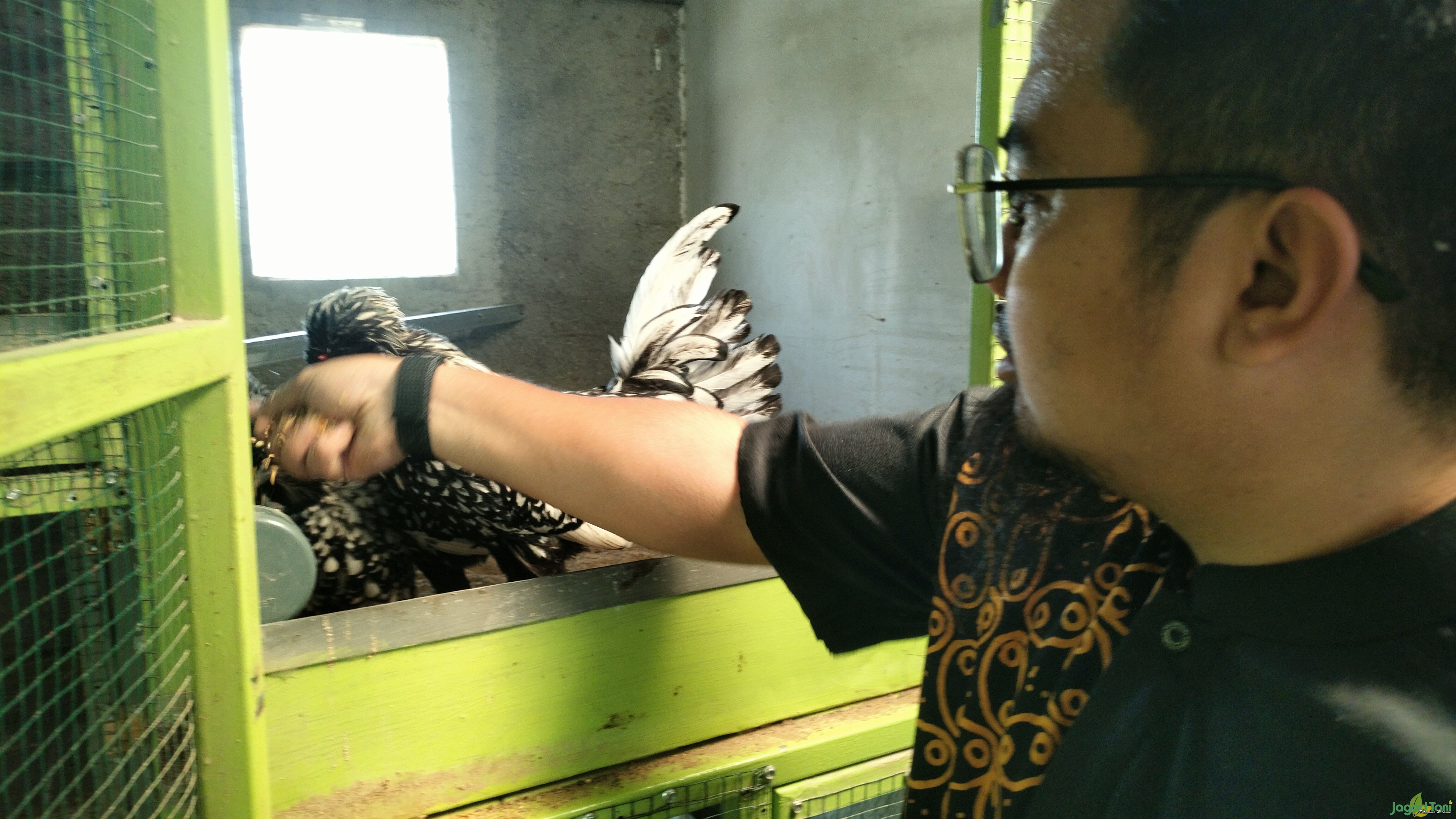 Alham Yadhu Putra memberikan pakan 