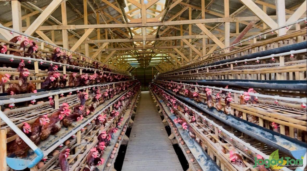 Mulya Jaya Farm milik Raisha Putri Angelica