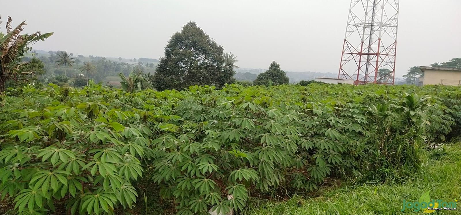 Keresahan Petani Tadah Hujan di Bogor