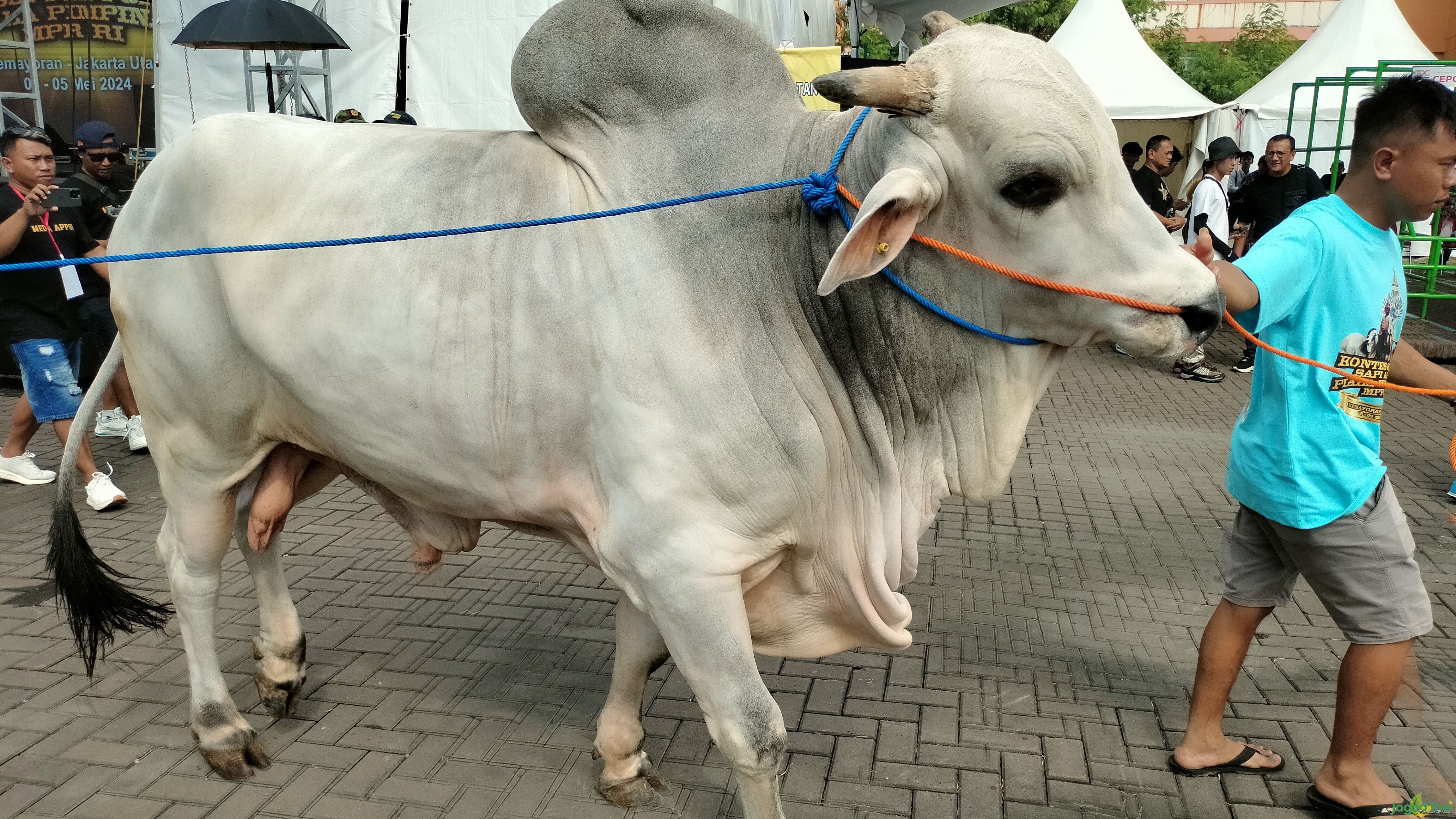 Sapi yang lelang dalam Kontes Sapi APPSI Piala Pimpinan MPR Jakarta
