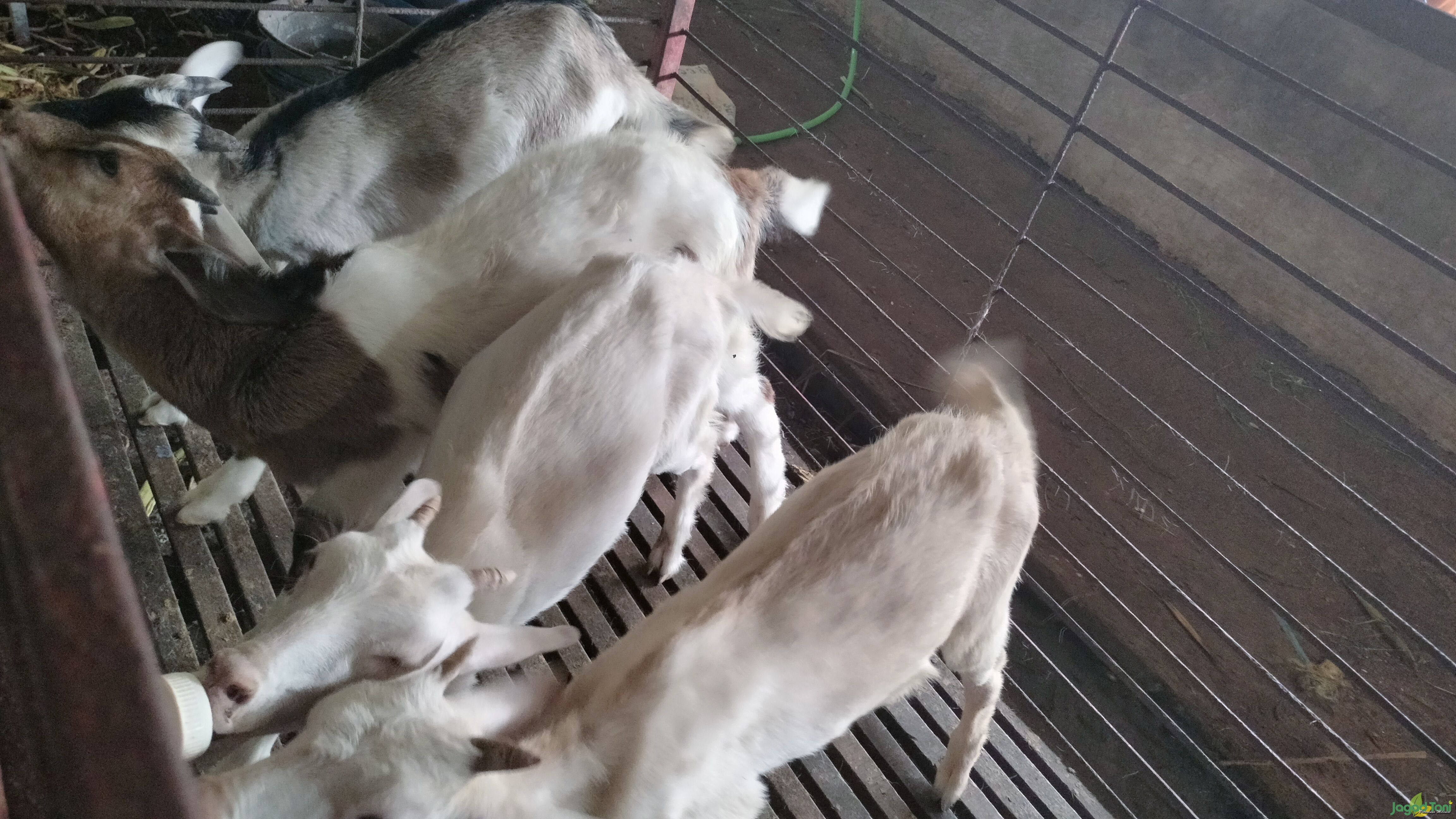 Anak Kambing Perah sedang menyusu 
