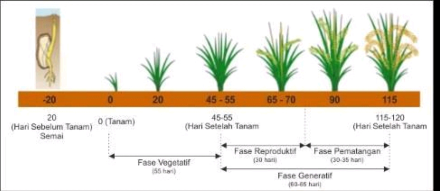 Fase Pertumbuhan Tanaman Padi
 (Pemudatani.com)