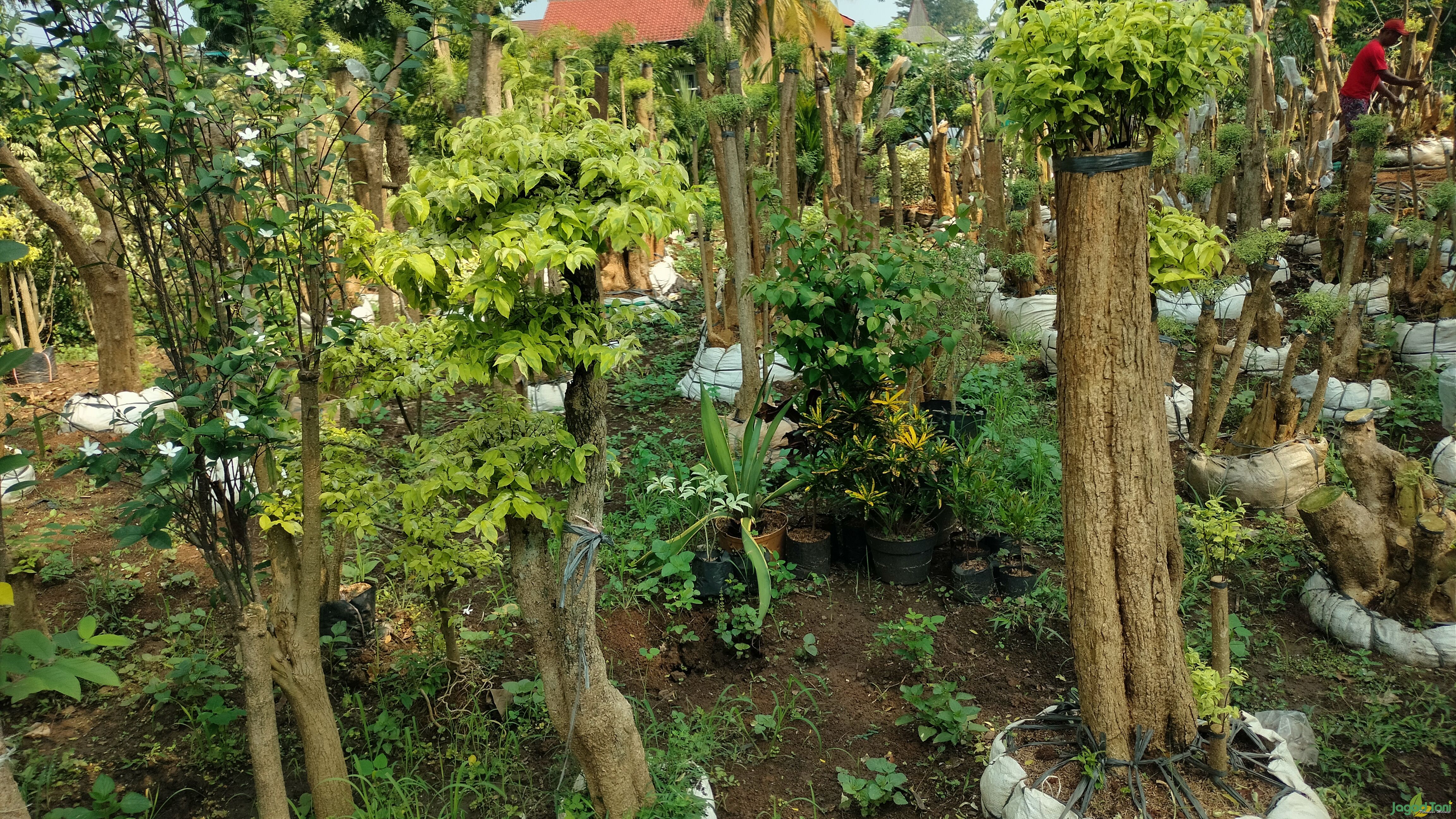 Anting Putri okulasi di Abata Landscape 