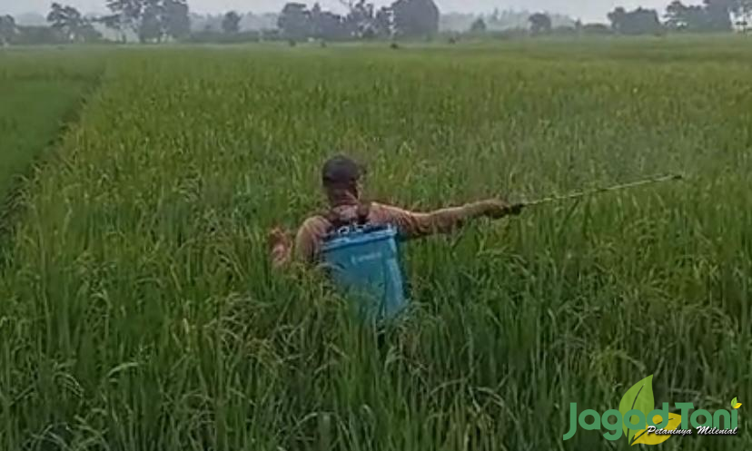 Proses penyiraman untuk mengusir hama walang sangit