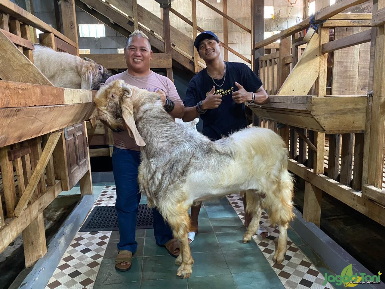 Samson kambing jenis Cross Boer milik Zyan Farm 