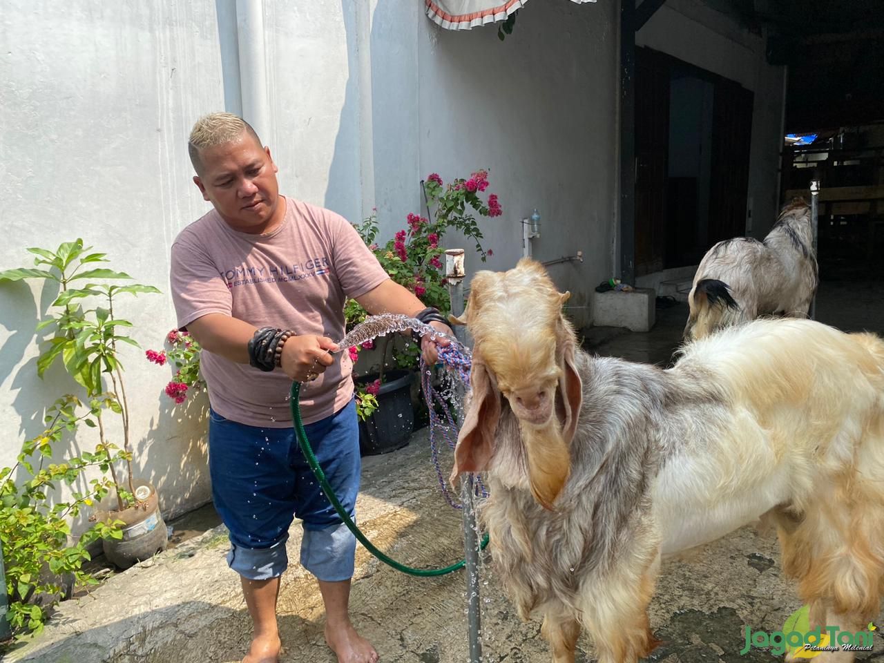 Samson ikon terbaru bagi Zyan Farm 