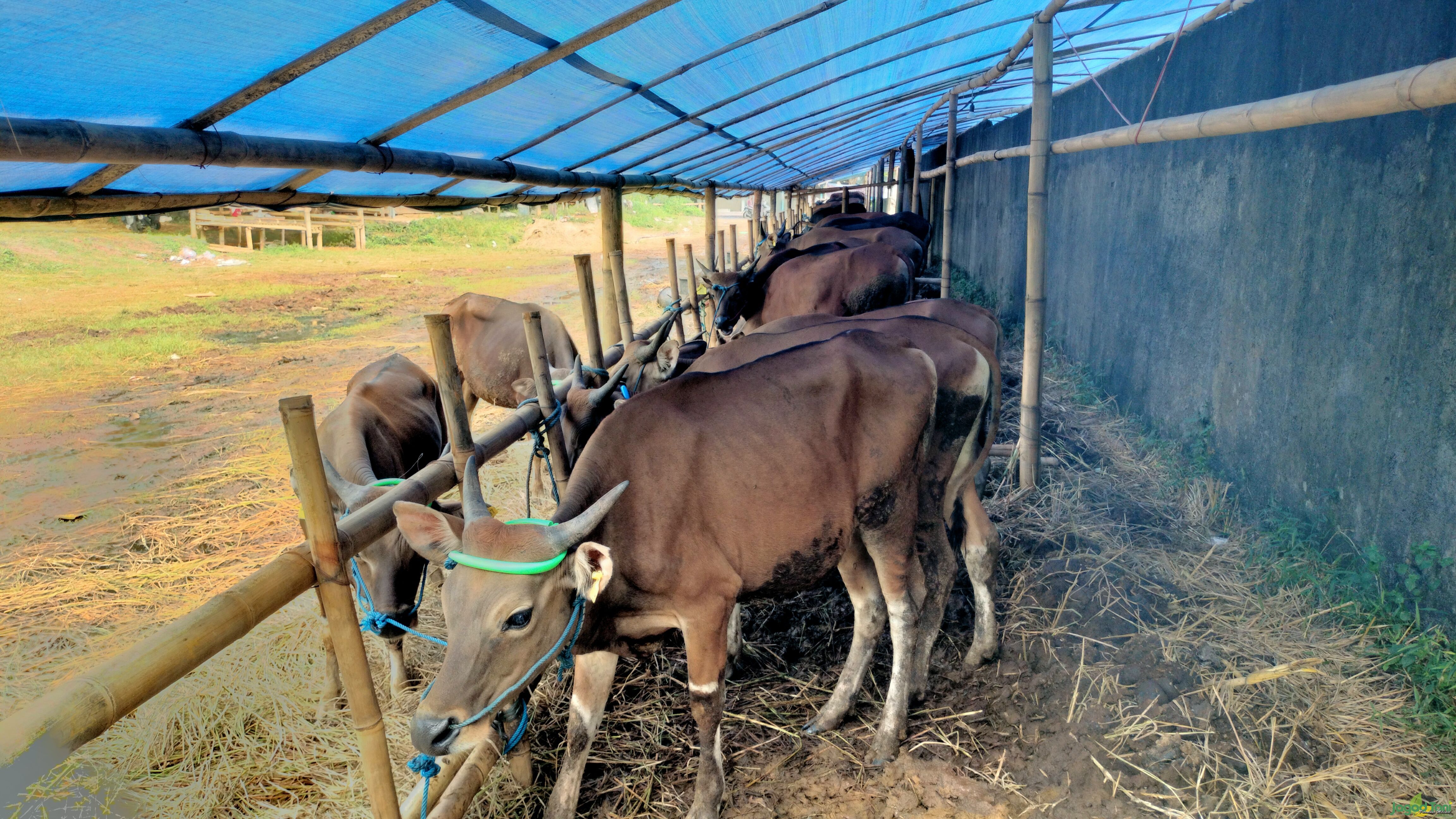 Sapi ekonomis seharga Rp12 juta 