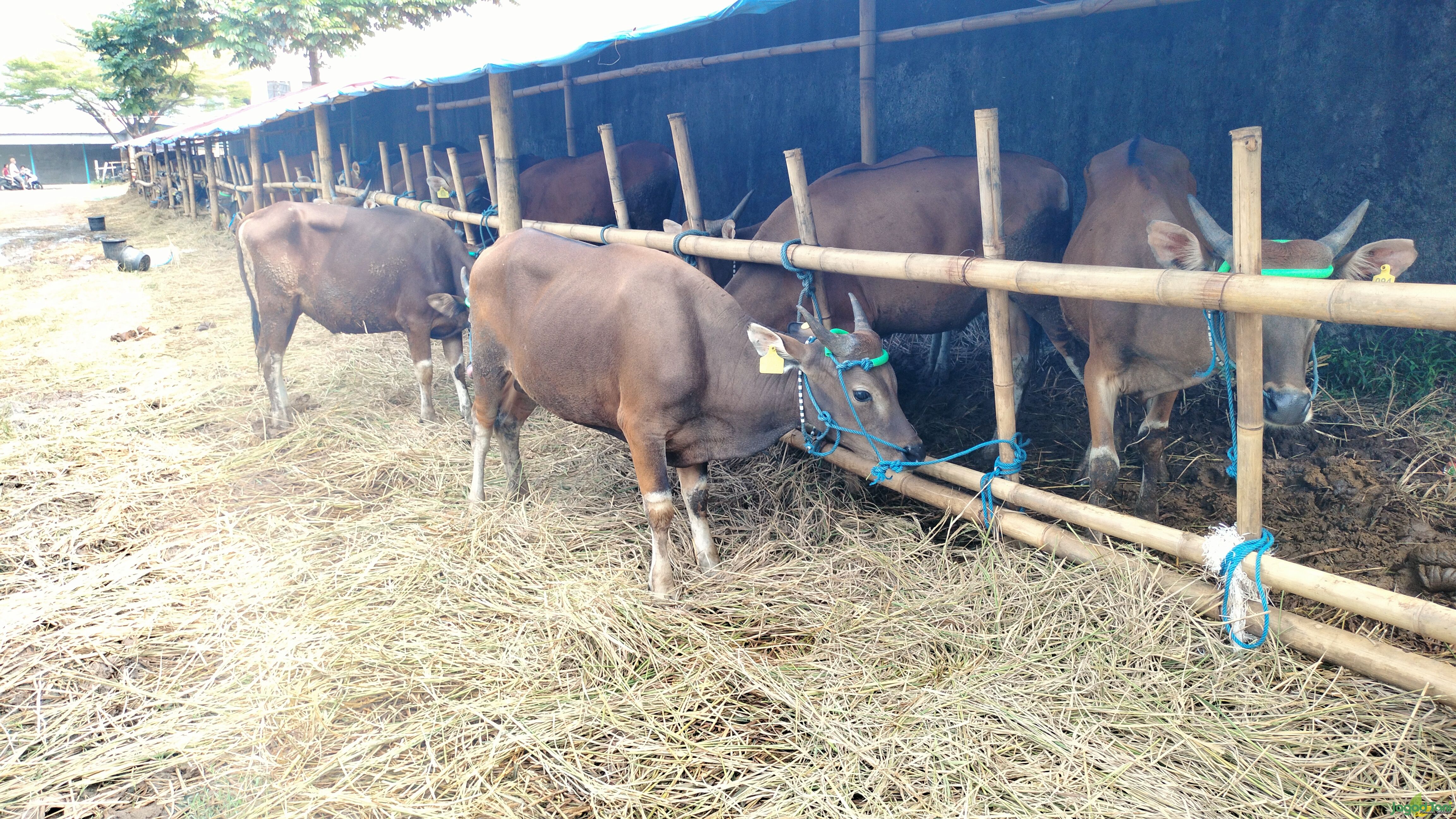 Sapi ekonomis dari jenis sapi Bali