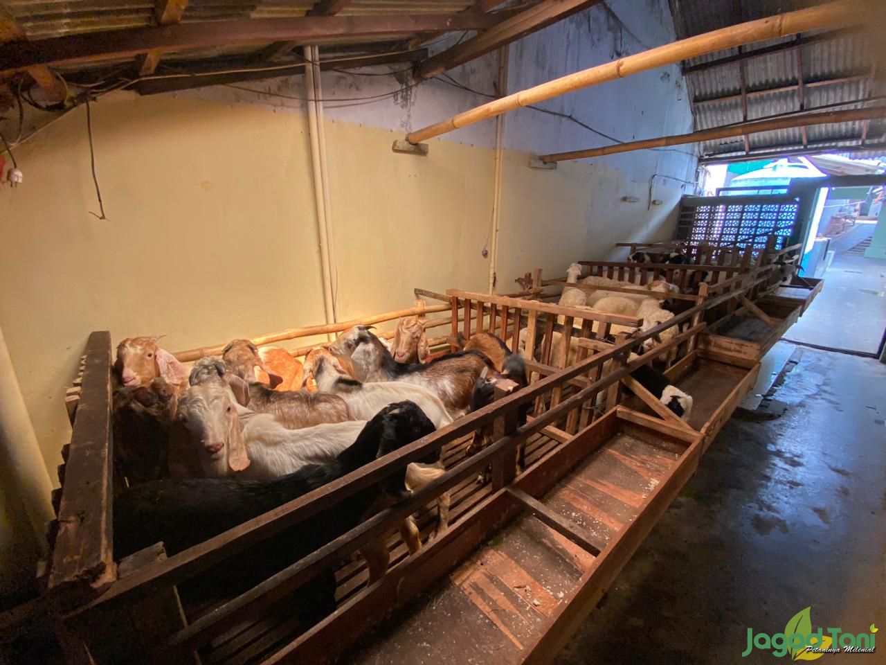 Hewan kurban Zyan Farm 