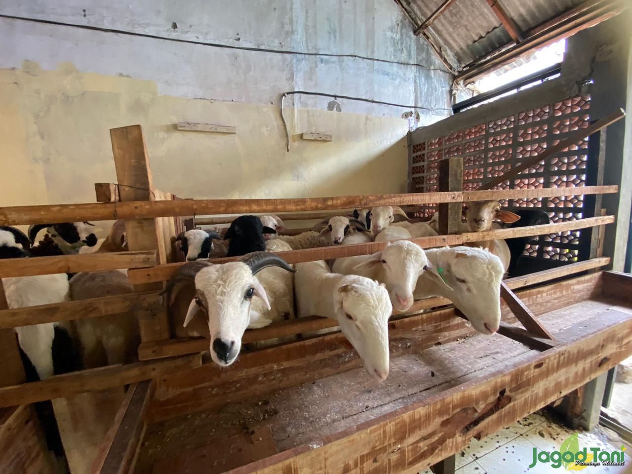 Stok domba kurban