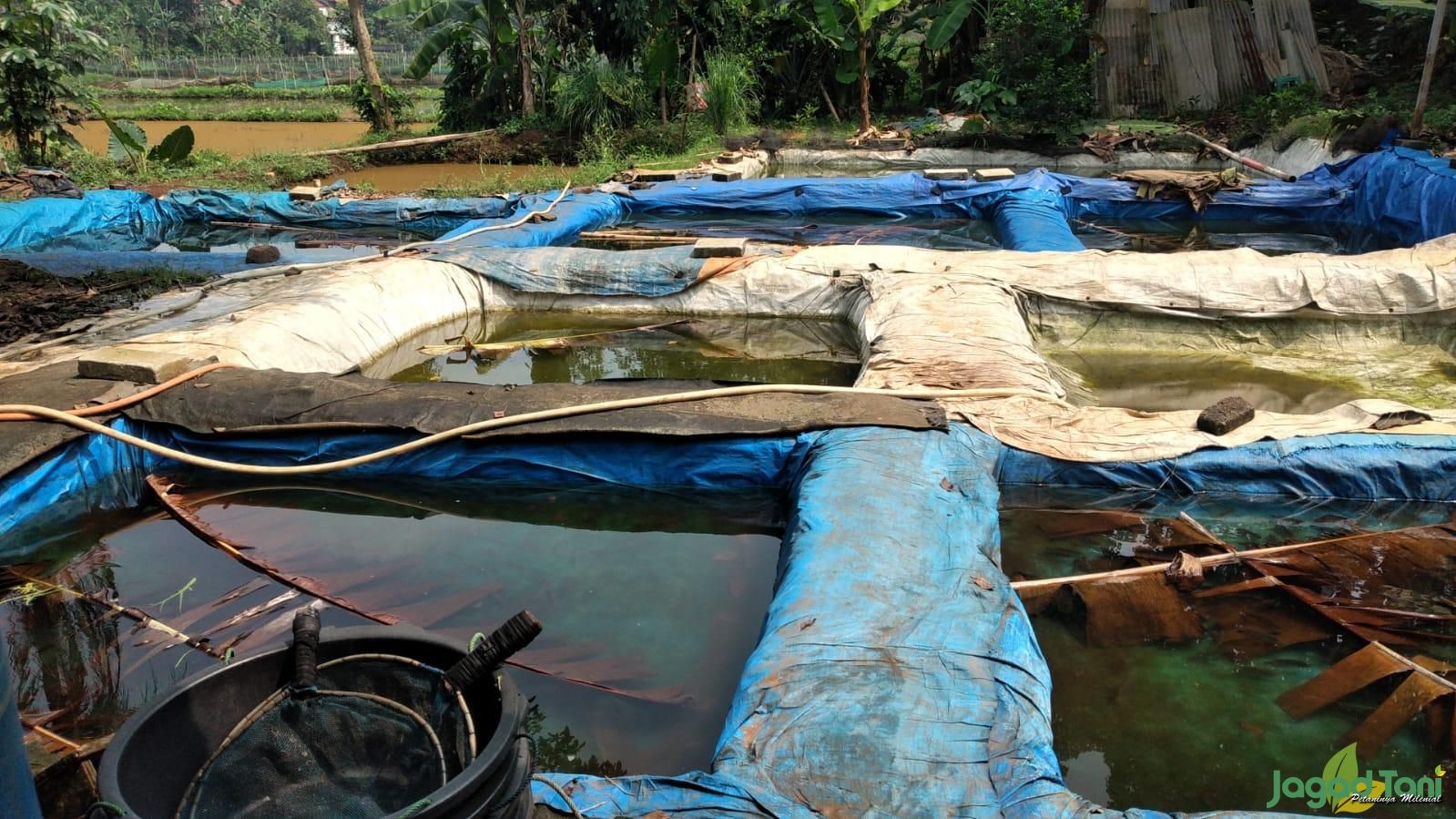 Budidaya Bibit Ikan Bisnis Keluarga Menjanjikan
