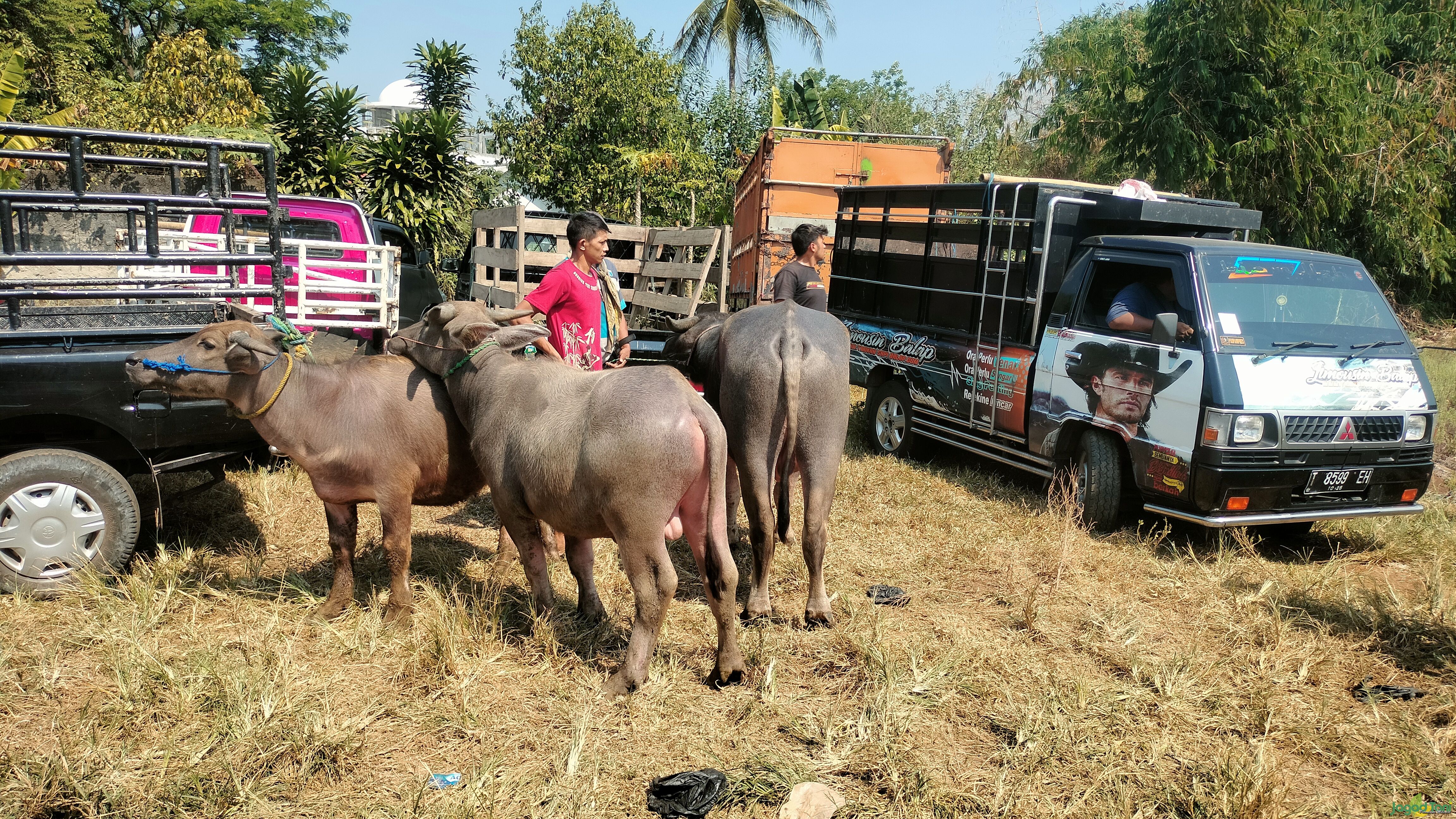 Kerbau hewan ternak yang dijual di Pasar Hewan Jonggol 