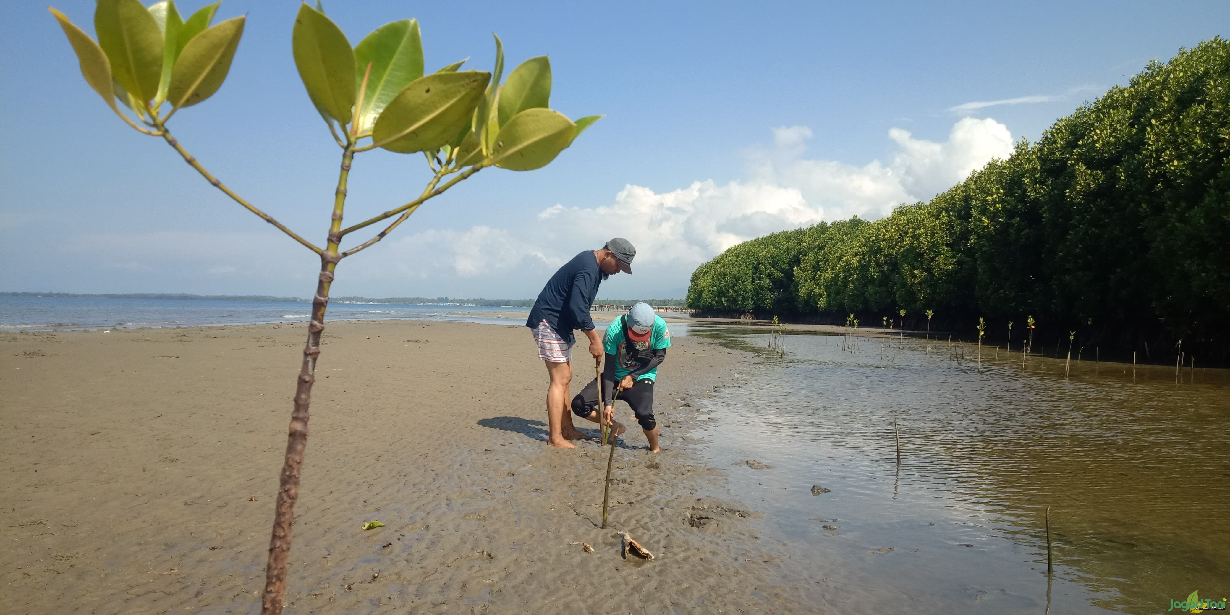  El Capitan Indonesia Konsisten Jaga Kelestarian Mangrove