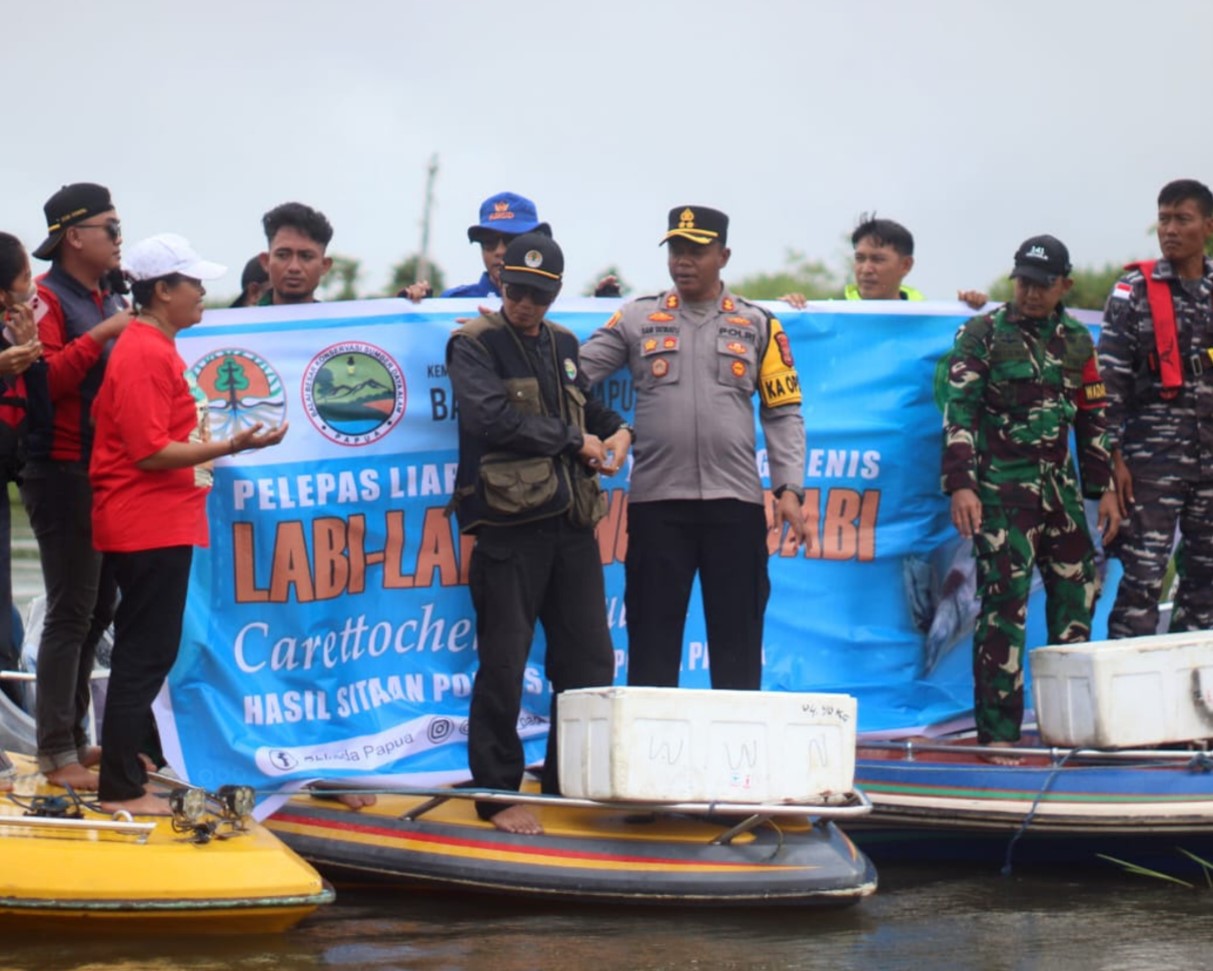 Pelepasliaran 6.000 tukik labi-labi moncong babi (Carettochelys insculpta) di Papua Selatan