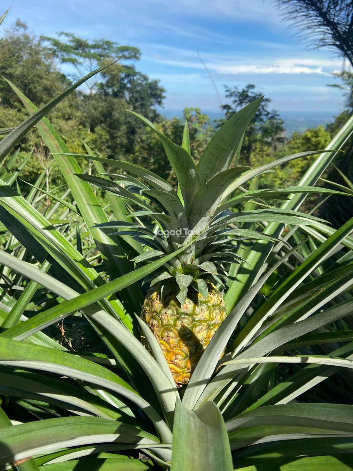 Tanaman buah nanas di kabupaten Subang 