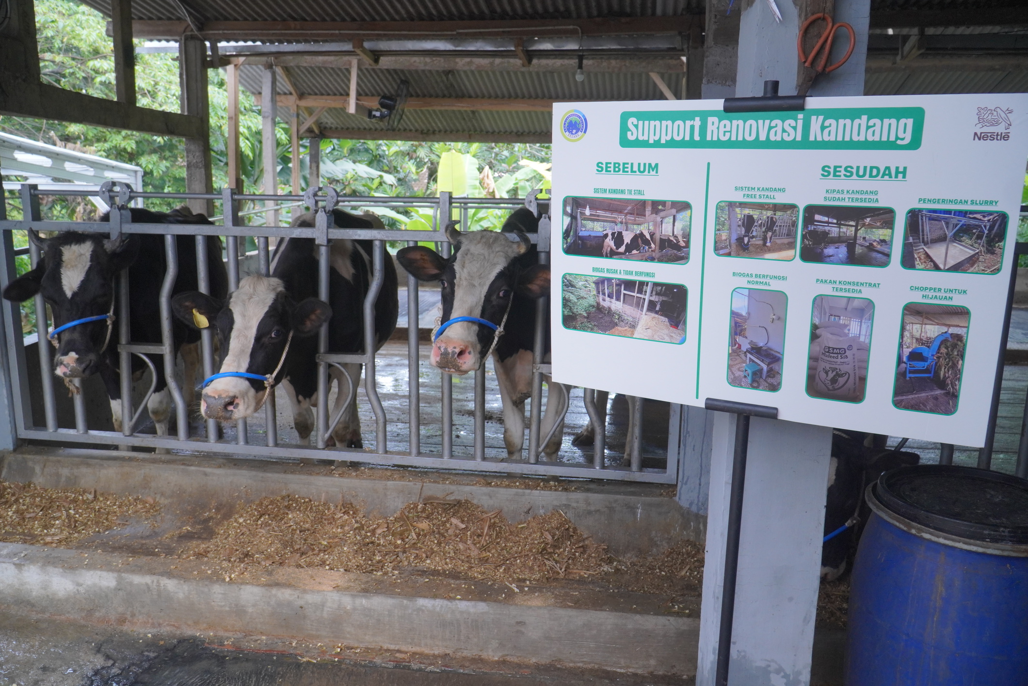 PT Nestle Indonesia mendukung pengembangan peternakan sapi perah rakyat di Magelang
