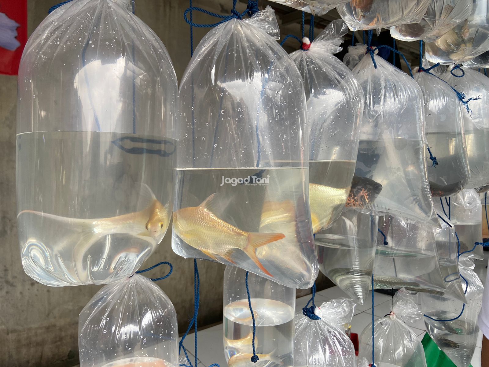 Berbagai jenis Ikan hias di pasar Ikan hias Parung Bogor