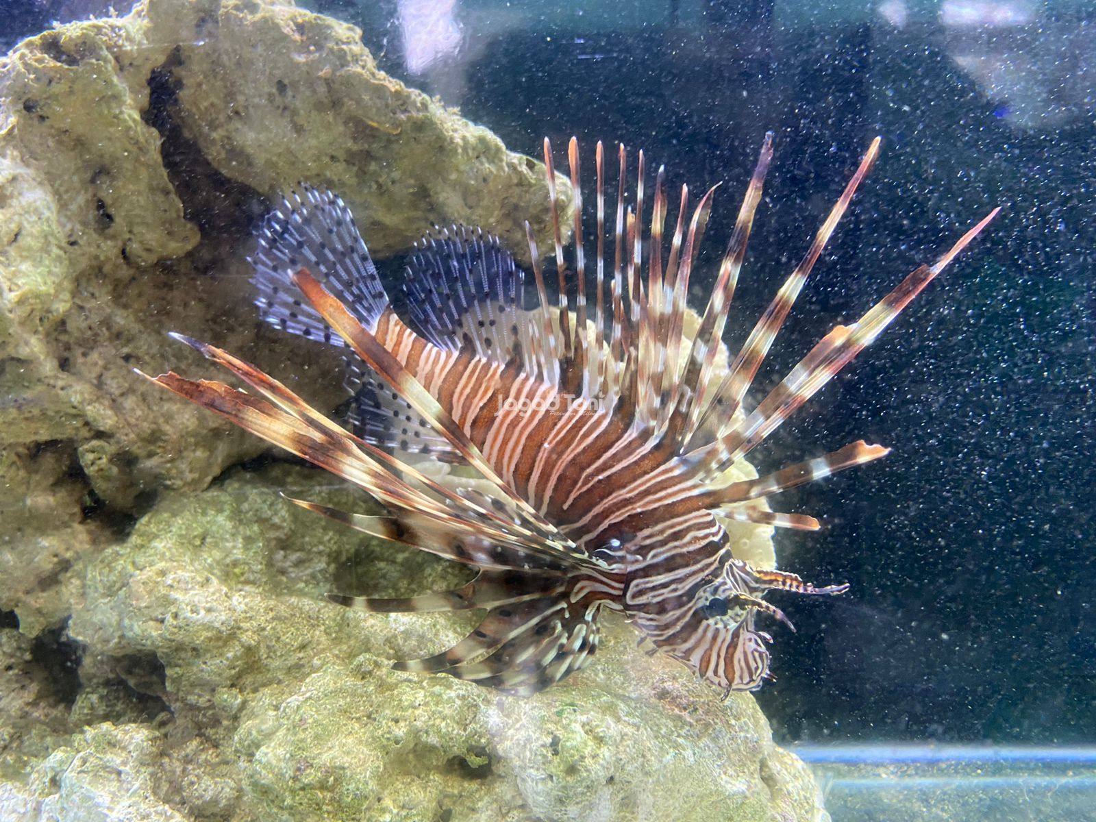 Ikan Scorpion di pasar Ikan hias Parung Bogor 