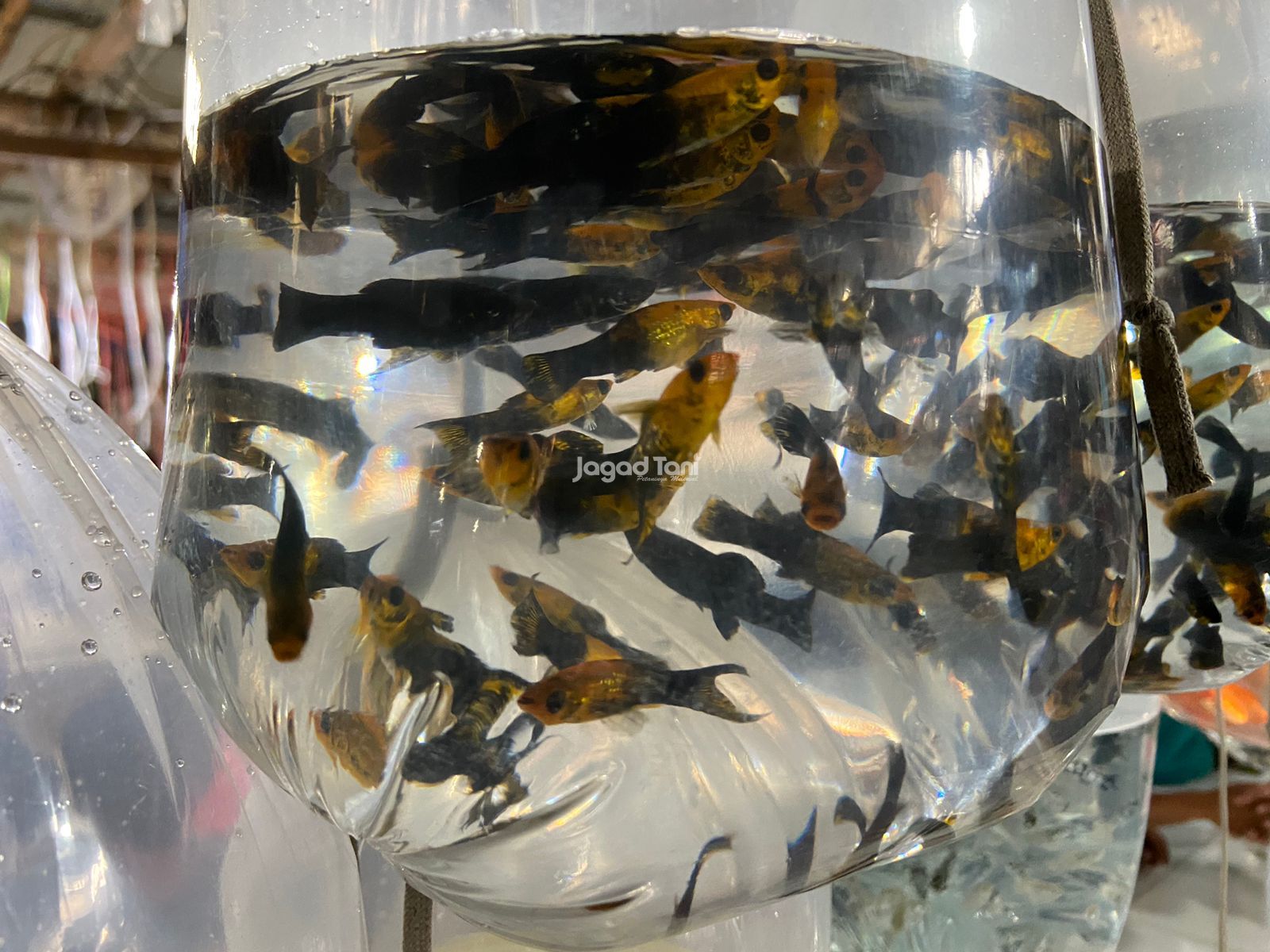 Ikan hias di pasar Ikan hias Parung Bogor 