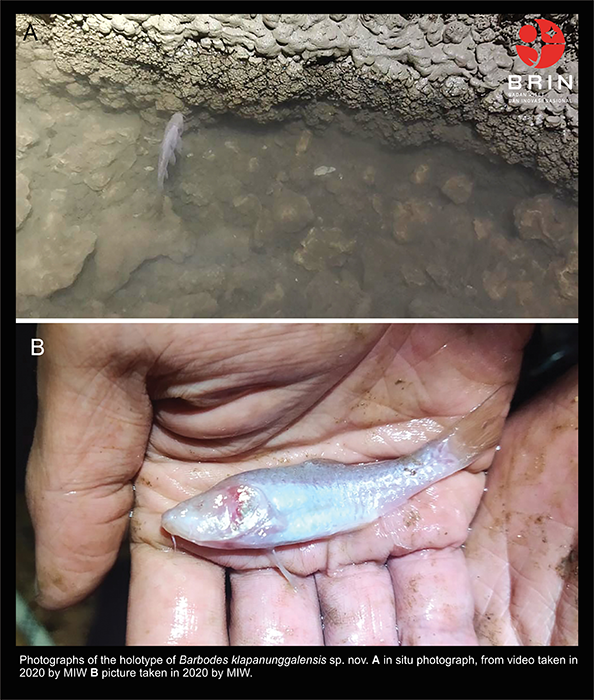 Barbodes Klapanunggalensis, Ikan Gua Buta Baru dari Jawa Barat