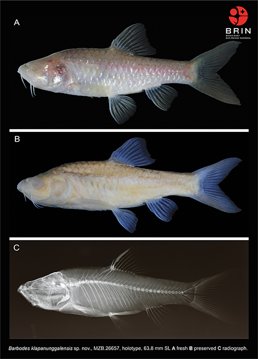 Barbodes Klapanunggalensis, Ikan Gua Buta Baru dari Jawa Barat