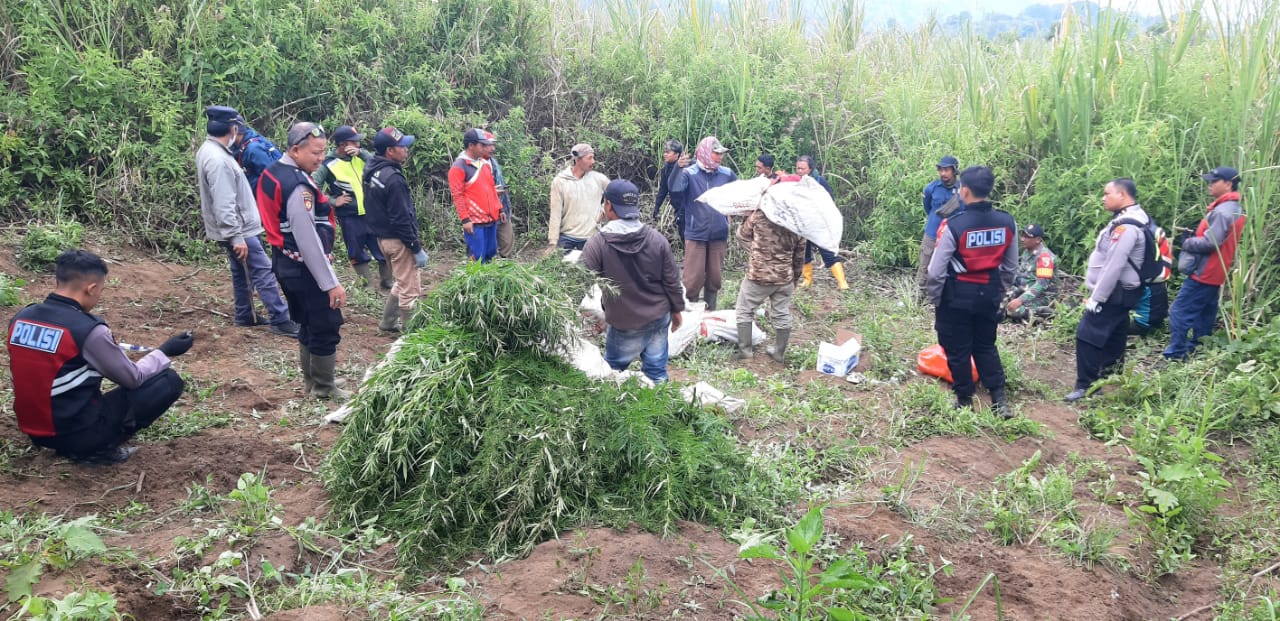Dirjen KSDAE: Penemuan Tanaman Ganja di Kawasan TN Bromo Tengger Semeru Tidak Ada Kaitan dengan Atur