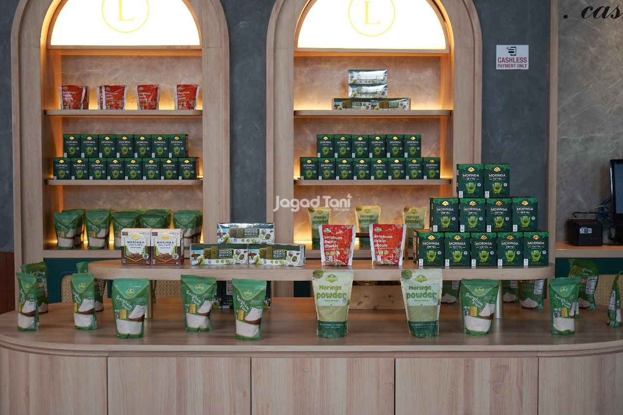 Berbagai olahan dari daun kelor 