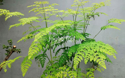 uploads/gallery/2025/03/potensi-daun-kelor-moringa--43476f4b2469b6a_400.jpg