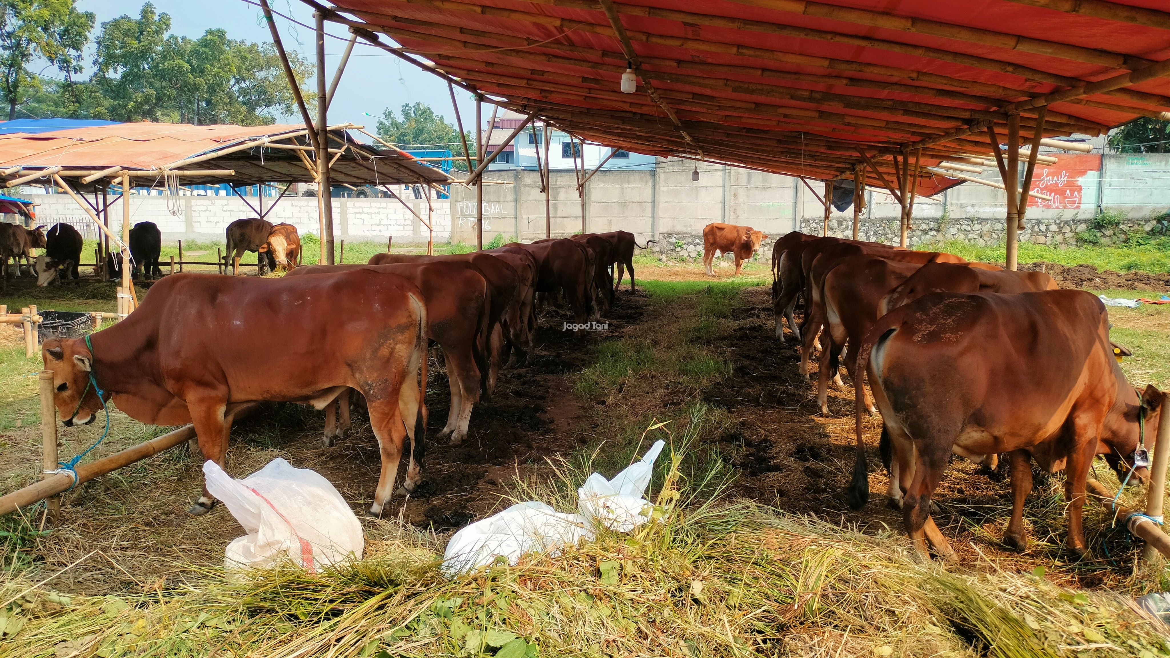 Harga sapi Kurban 2025