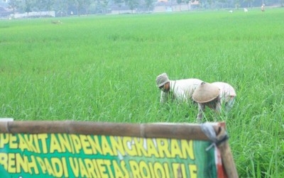 uploads/news/2019/09/demi-mengangkat-kembali-popularitas-928543f5dd02121_400.jpg