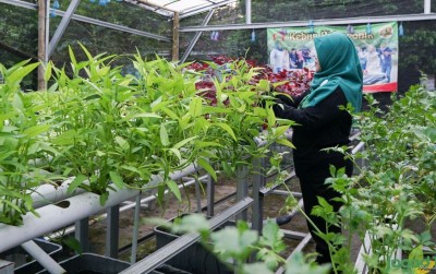 uploads/news/2019/09/efek-positif-hidroponik-547019a0f711fbc_400.jpg
