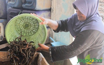 uploads/news/2019/09/licinnya-usaha-pengepul-belut-207371dc5217b9b_400.jpg