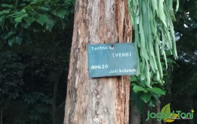 uploads/news/2019/09/menguak-misteri-pohon-jati-3608779a1416b43_400.jpeg