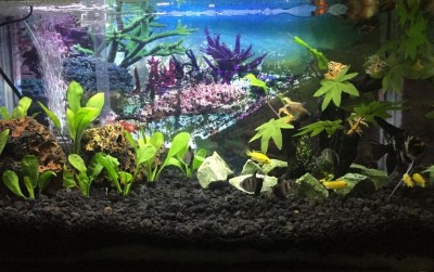 uploads/news/2019/10/aquascape-penenang-dikala-suntuk-6627975f509e106_400.jpeg