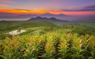 uploads/news/2019/10/asap-optimisme-petani-tembakau-56817804436caf4_400.jpg
