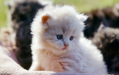 uploads/news/2019/10/bergairahnya-bisnis-cat-breeder-600465a043869a6_400.jpg