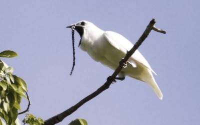 uploads/news/2019/10/burung-pemecah-rekor-suara-508141f1df009a5_400.jpg