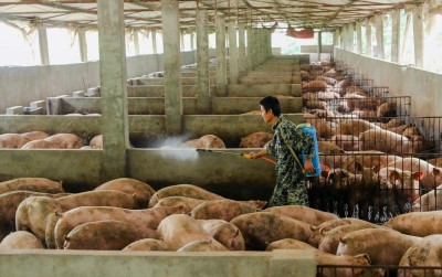 uploads/news/2019/10/cegah-demam-babi-afrika-277761e6ae4ada9_400.jpg
