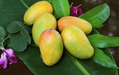 uploads/news/2019/10/daya-tarik-mangga-gedong-8636636457d16b4_400.jpg