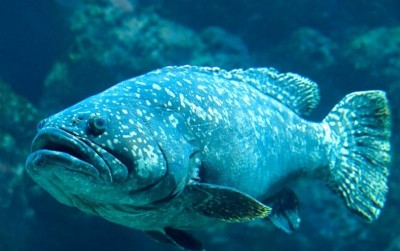 uploads/news/2019/10/ikan-kerapu-kaki-gunung-991320a7897db6f_400.jpg