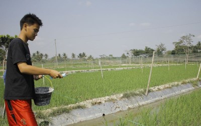 uploads/news/2019/10/inovasi-menguntungkan-mina-padi-26295abb5ab4c8f_400.jpg