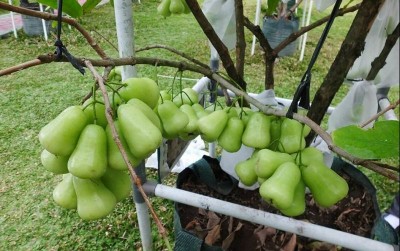uploads/news/2019/10/jambu-lokal-rasa-internasional-7411234fbb0531c_400.jpg