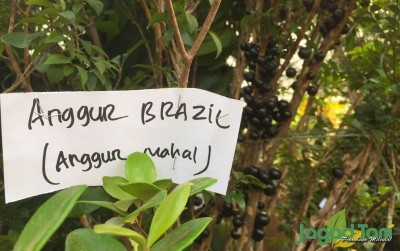 uploads/news/2019/10/lawan-kanker-dengan-anggur-568049954dde9c0_400.jpg