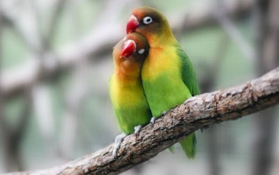 uploads/news/2019/10/lovebird-burung-kicau-harga-27324a783725f48_400.jpg