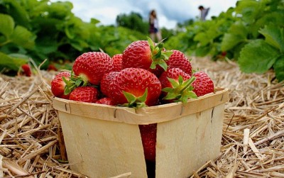 uploads/news/2019/10/menanam-si-merah-manis--64634769794dc22_400.jpg