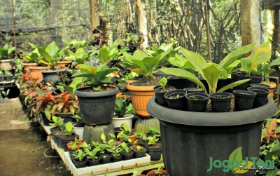 uploads/news/2019/10/mencium-tren-baru-anthurium-969461ad479a612_400.jpg